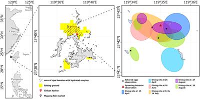 Spawning characteristics of blue sprat (Spratelloides gracilis) in the waters of Penghu, central Taiwan Strait
